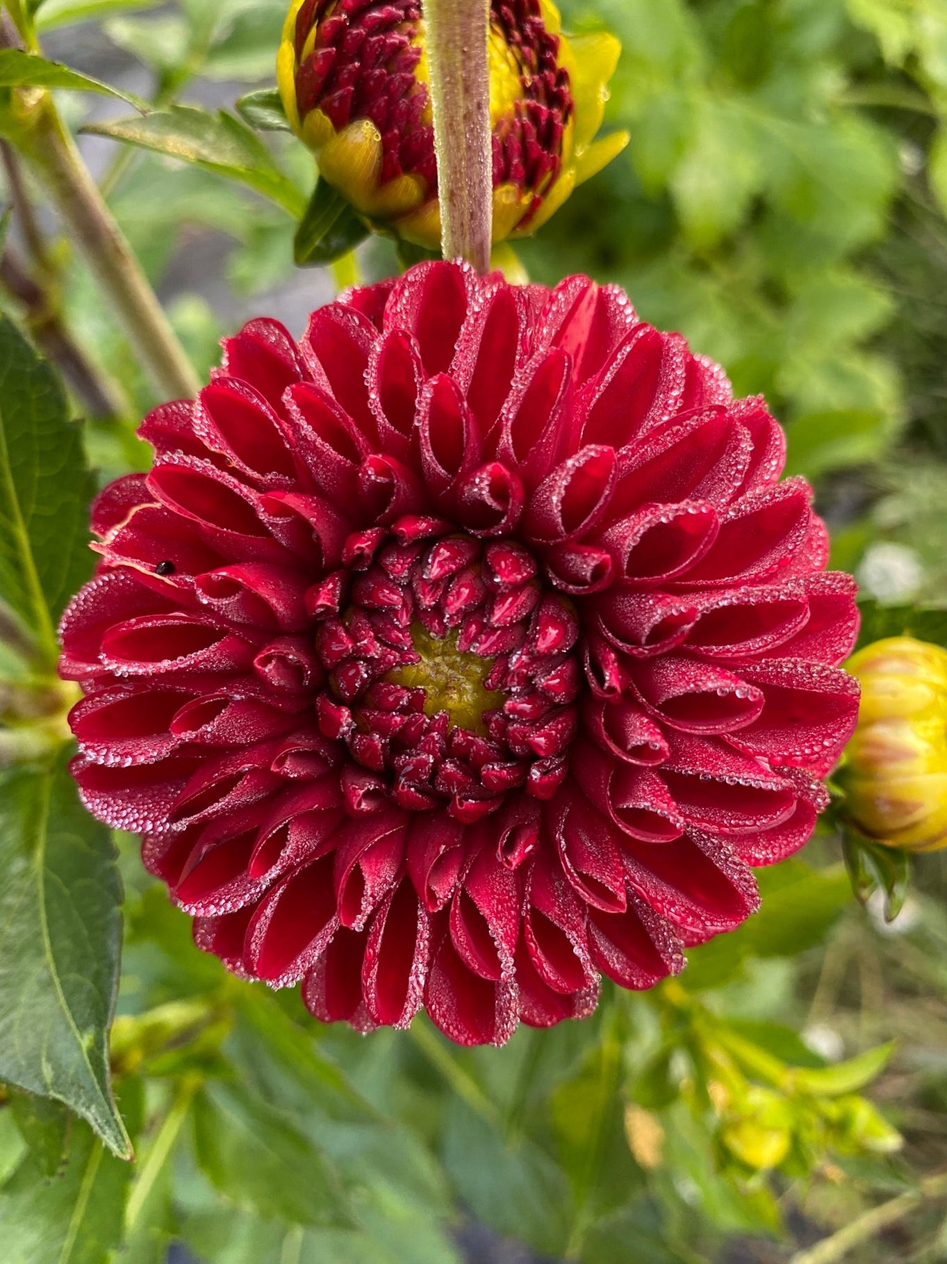 Maroon Fox Dahlia Tuber Miniature Formal Decorative Dark Red 3–4" Blooms
