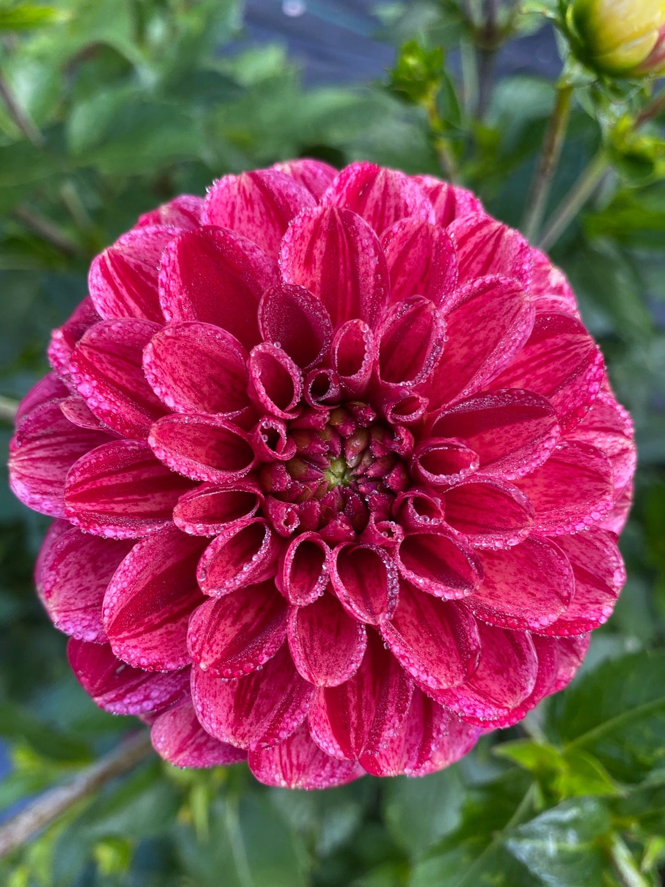 Close-up of a vibrant pink flower with green leaves in the background