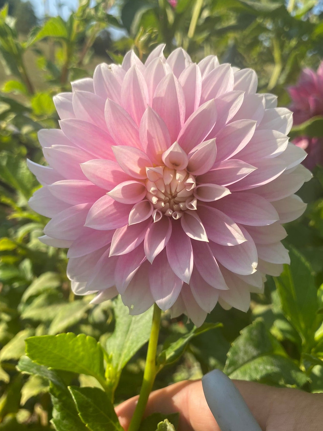 Large pink flower held by a hand with greenery in the background