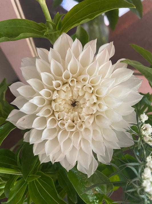 KA’s® Bella Luna Dahlia Tuber – Formal Decorative (FD), White (W), ~4.5–5.5" Blooms