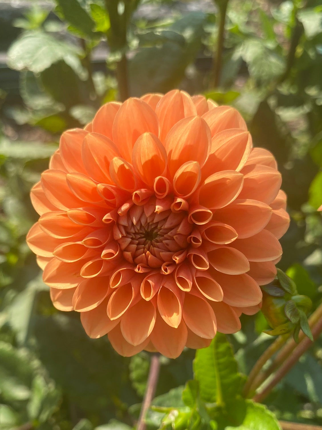 Orange flower with green leaves in the background