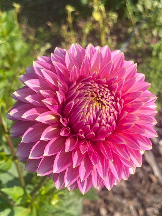 Pink flower in a garden setting with green leaves and mulch.