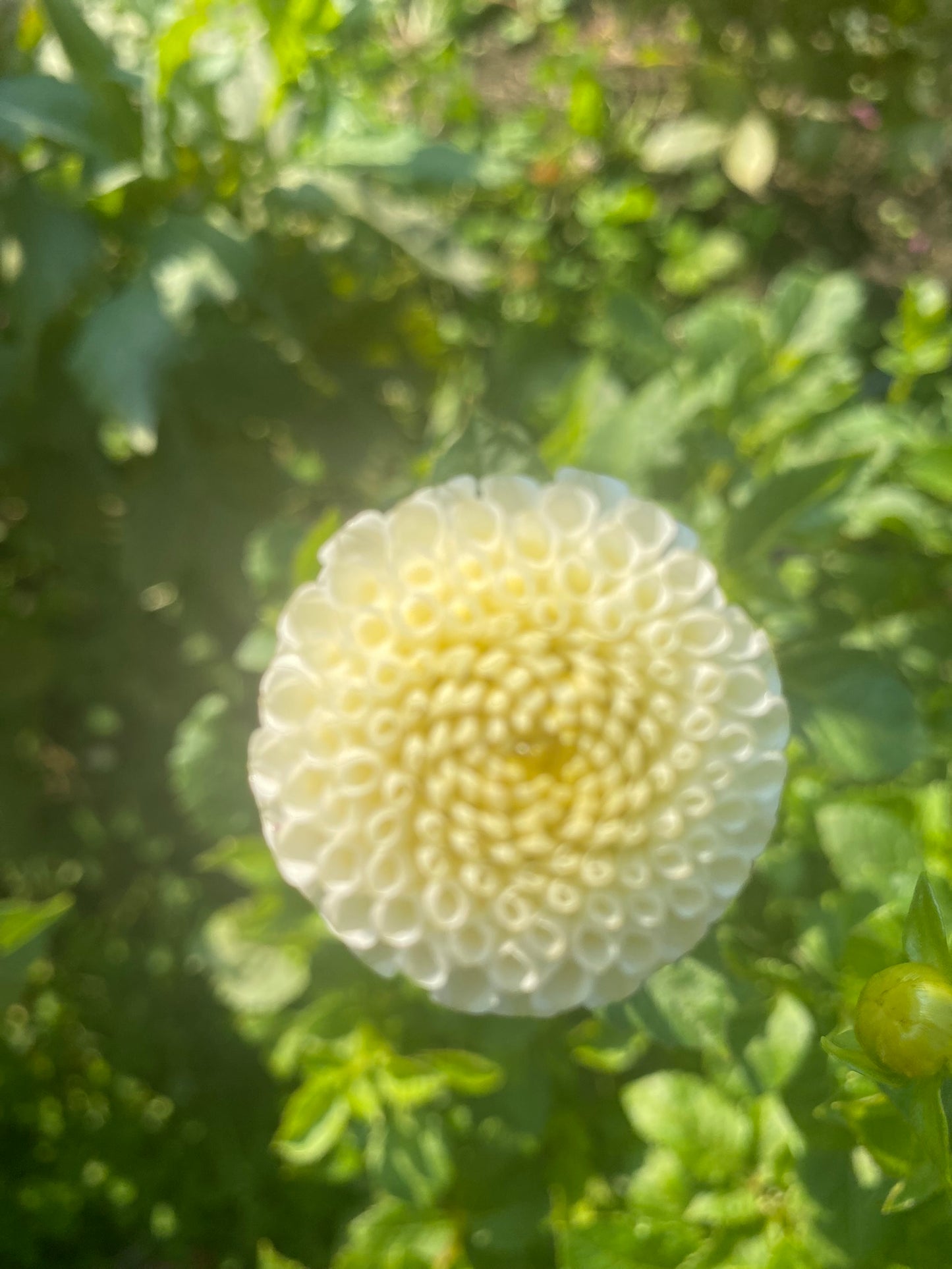 Small World Dahlia Tuber Pompon White 1.5–2" Blooms