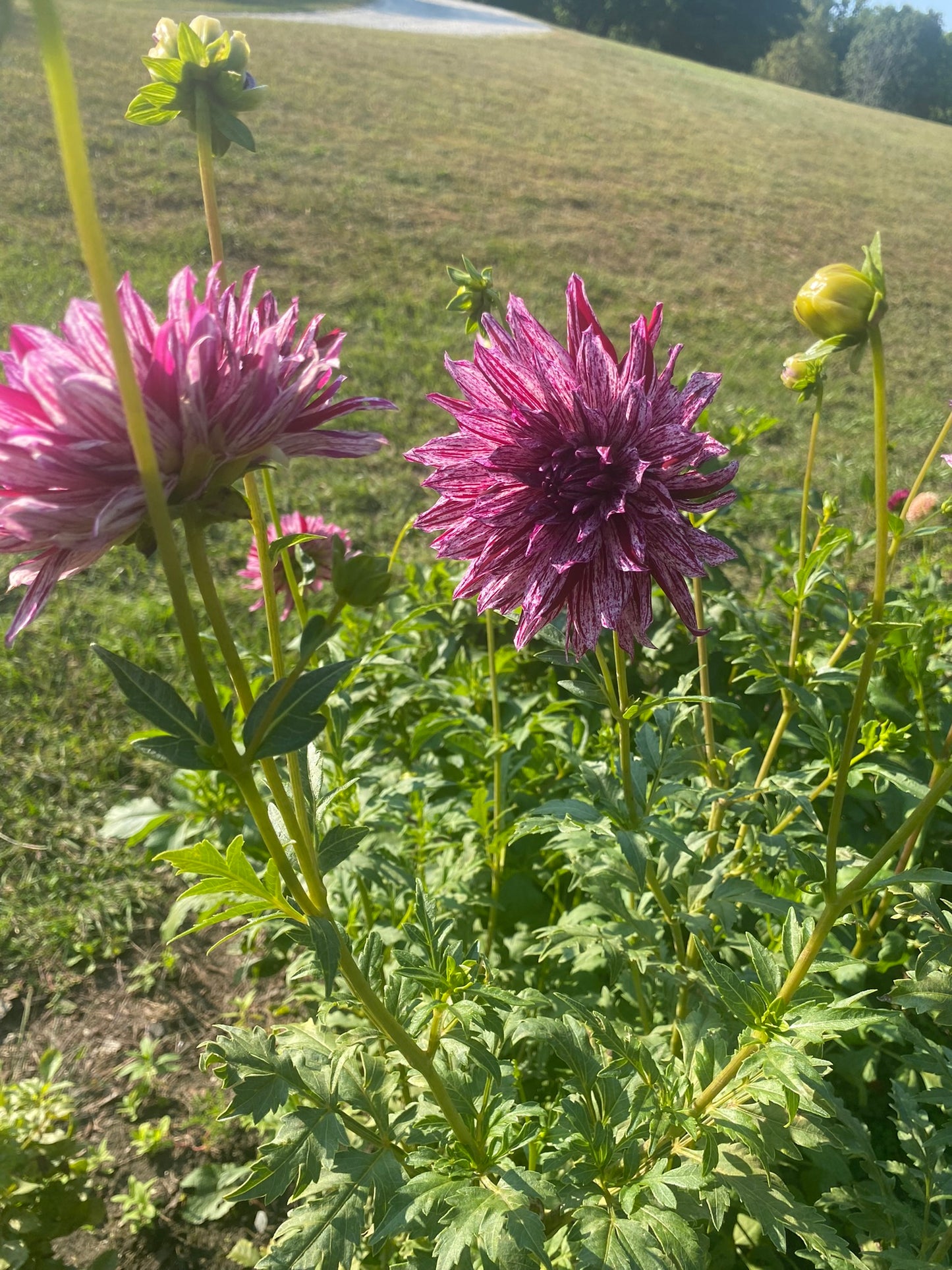 Hollyhill Bewitched Dahlia Tuber – Variegated Formal Decorative Lavender Dark Blend 5–6" Blooms, ~4–5 ft