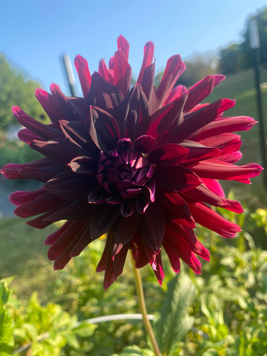 Dark red flower with green leaves in the background