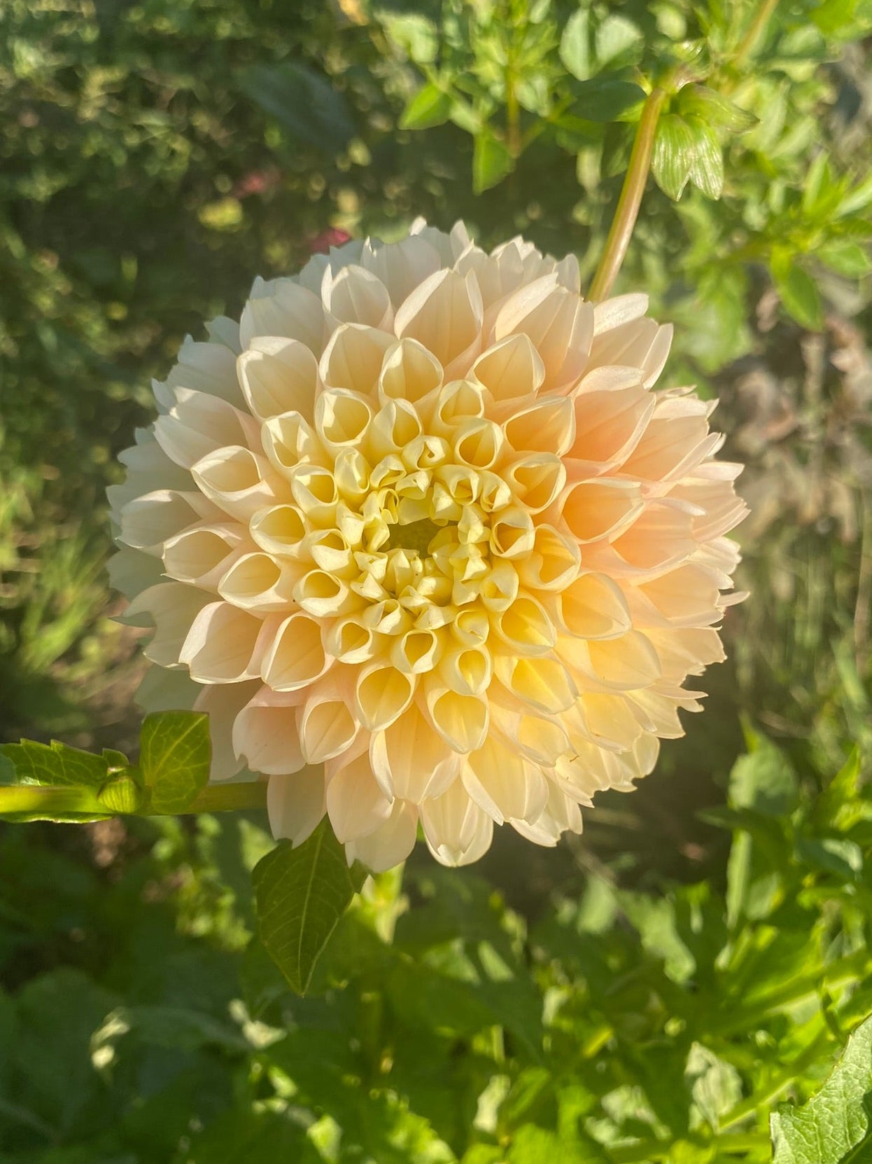 Cream-colored flower with green leaves in the background