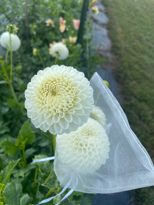 Ryecroft Jan Dahlia Tuber – Medium Formal Decorative White 5–6" Blooms
