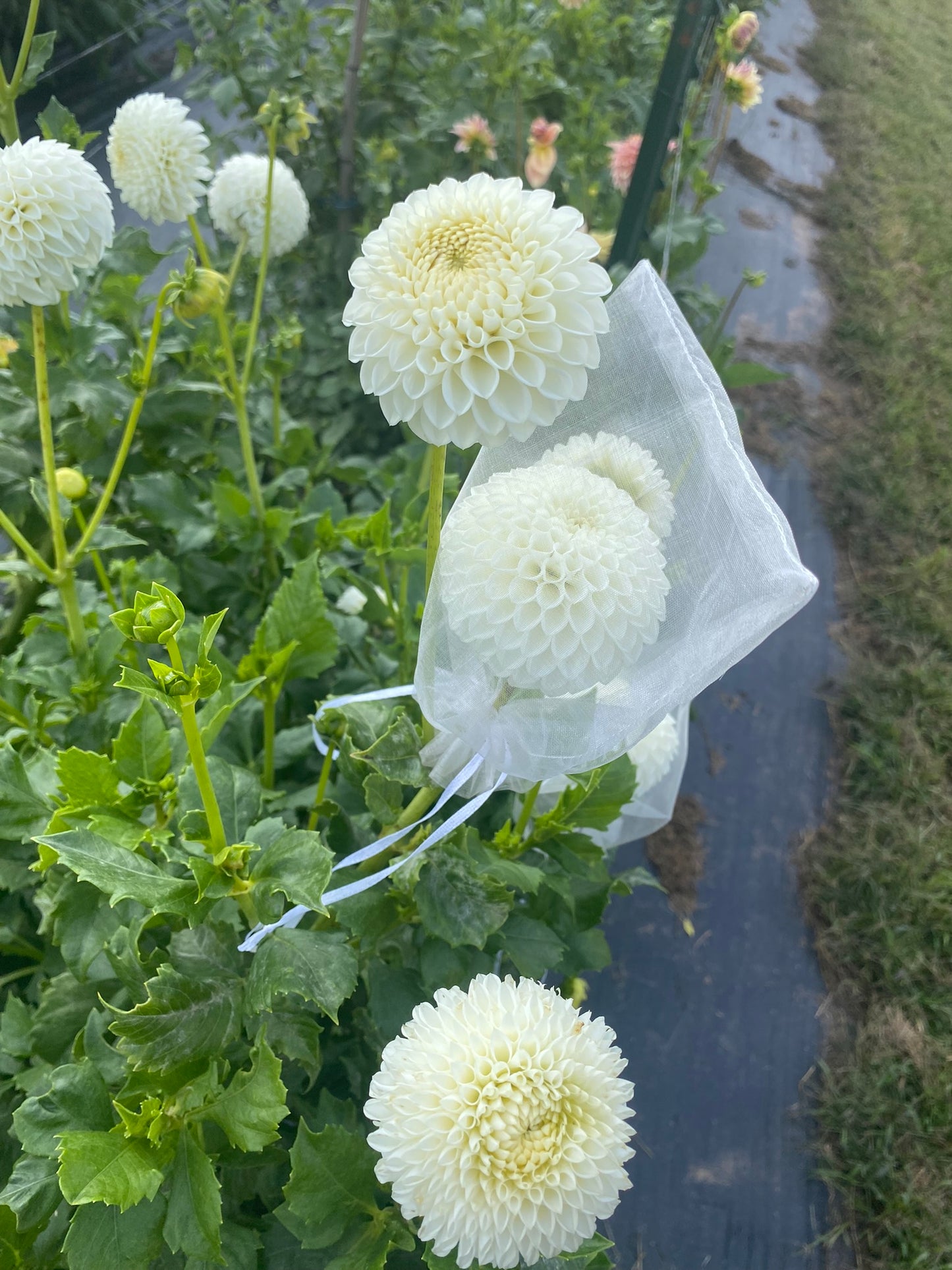 Ryecroft Jan Dahlia Tuber – Medium Formal Decorative White 5–6" Blooms