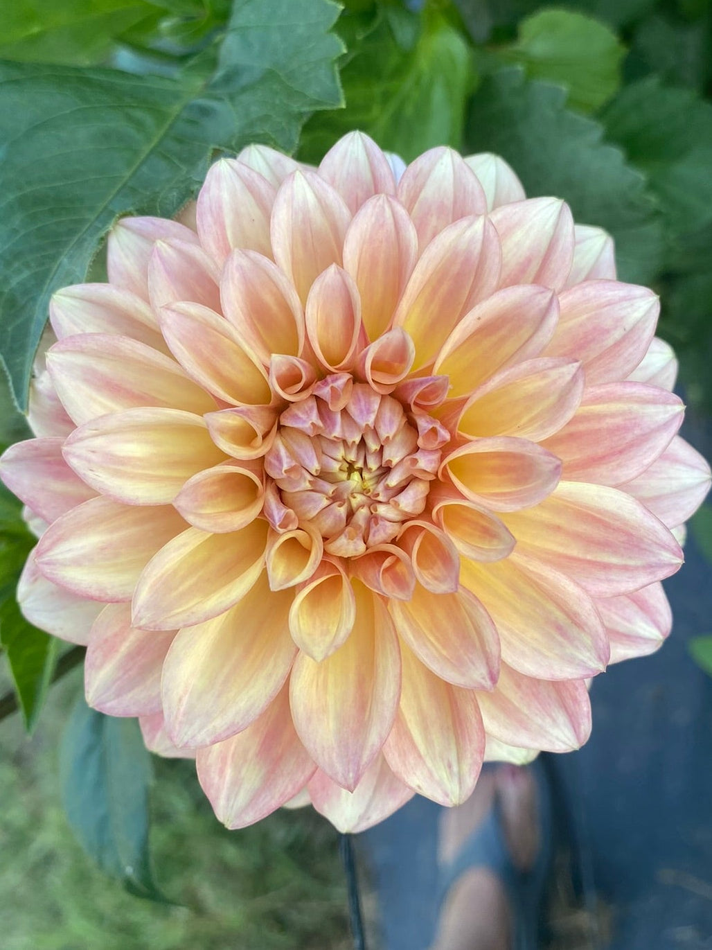 Large peach-colored dahlia flower with green leaves in the background