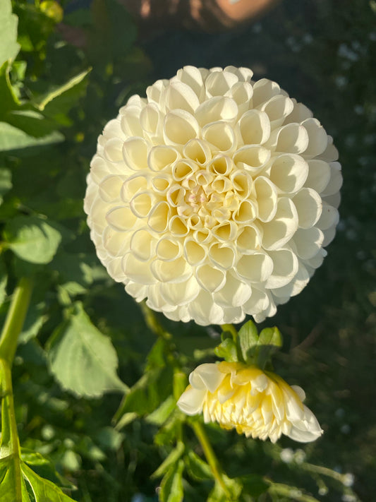 L'Ancresse Dahlia Tuber – White Miniature Ball 3" Blooms