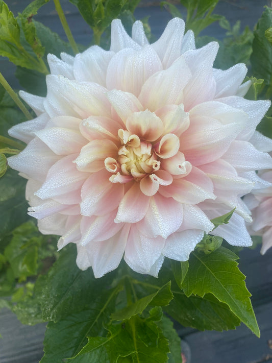 Breakout Dahlia Tuber – Pink Informal Decorative, 7" Blooms