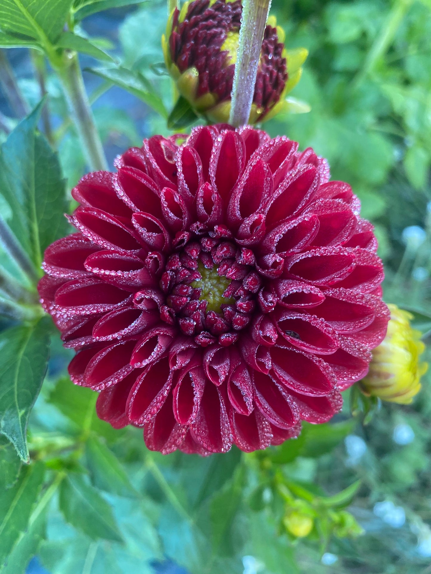 Maroon Fox Dahlia Tuber Miniature Formal Decorative Dark Red 3–4" Blooms