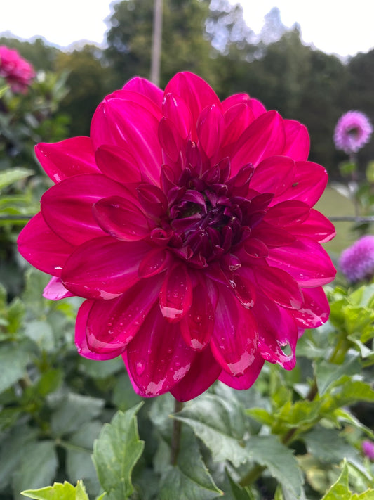 Fabulous Dahlia Tuber – Informal Decorative Purple 5–6" Blooms