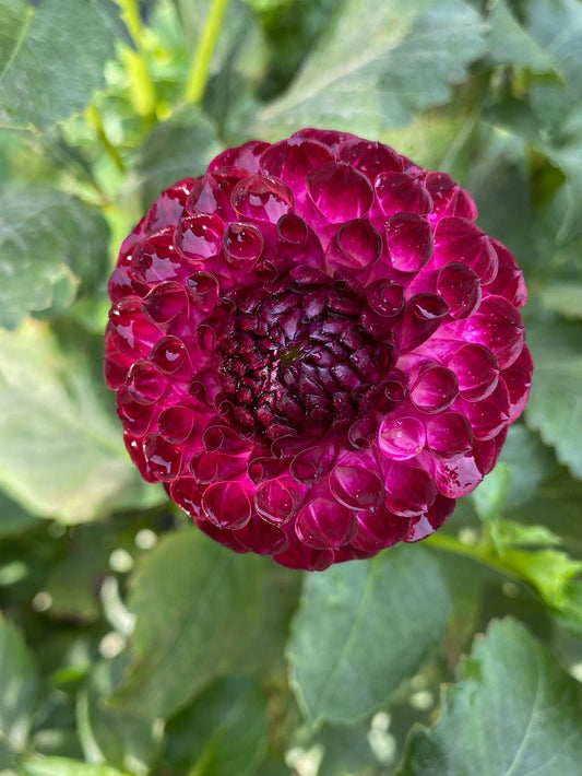 Close-up of a vibrant purple flower with green leaves in the background
