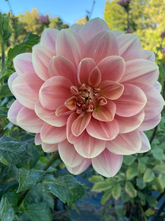 My Forever Dahlia Tuber – Waterlily, Orange, 5–6" Blooms, ~4–5 ft