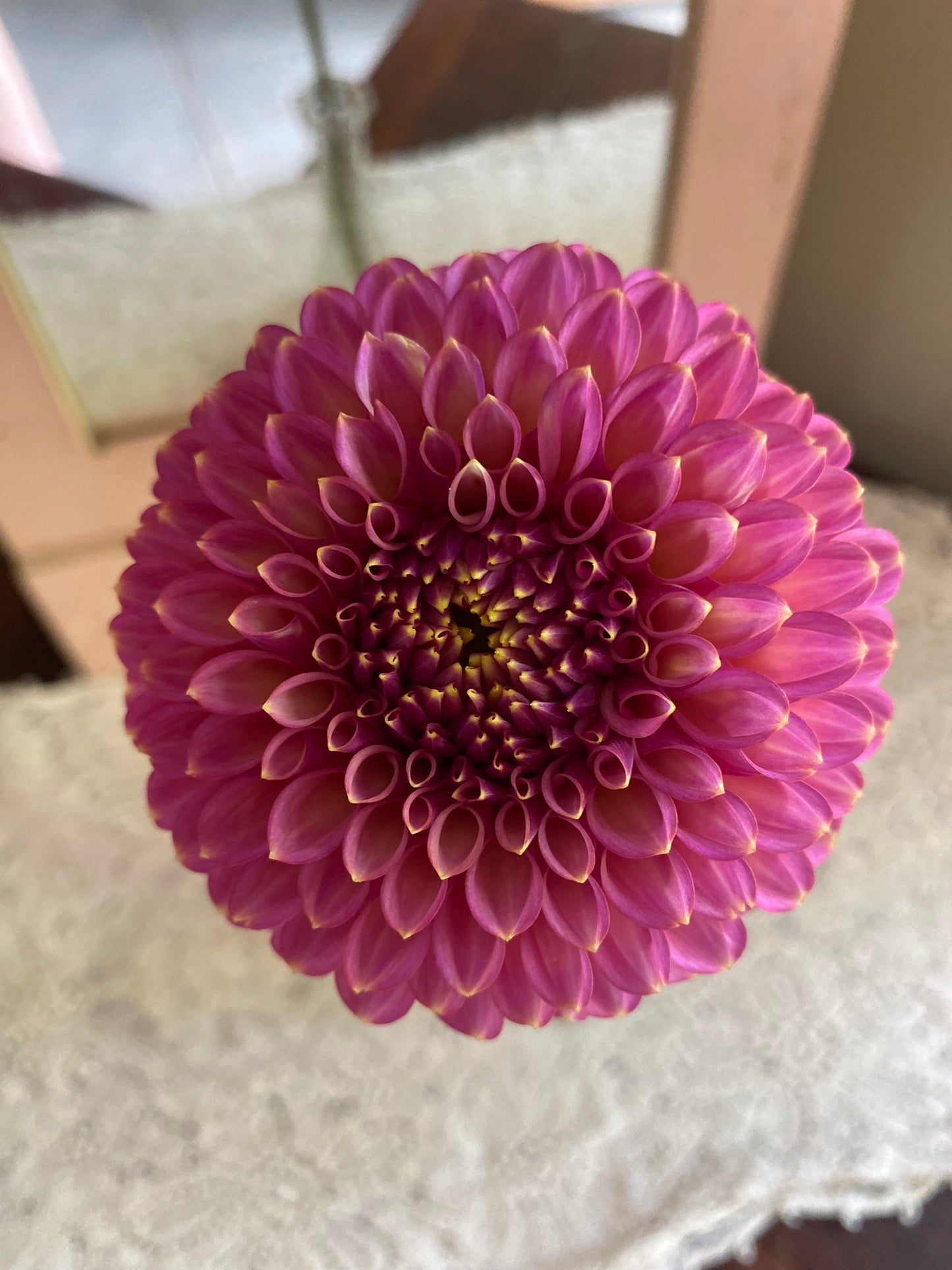 Skipley Spot of Gold, Formal Decorative, Dark Pink, 3–4" Blooms
