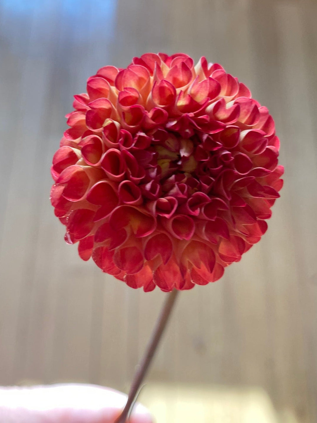 Red flower held by a hand with a blurred background