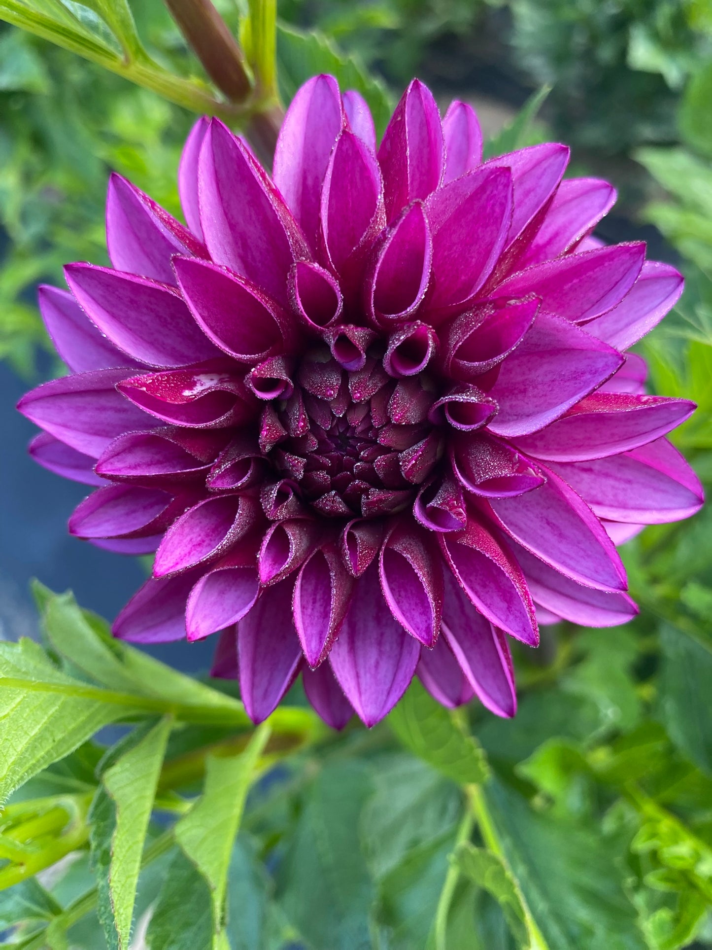 Versa Dahlia Tuber Miniature Formal Decorative Purple 3–4" Blooms