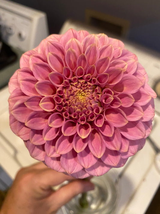 Rock Run Ashley Dahlia Tuber Formal Decorative Pink 5" Blooms