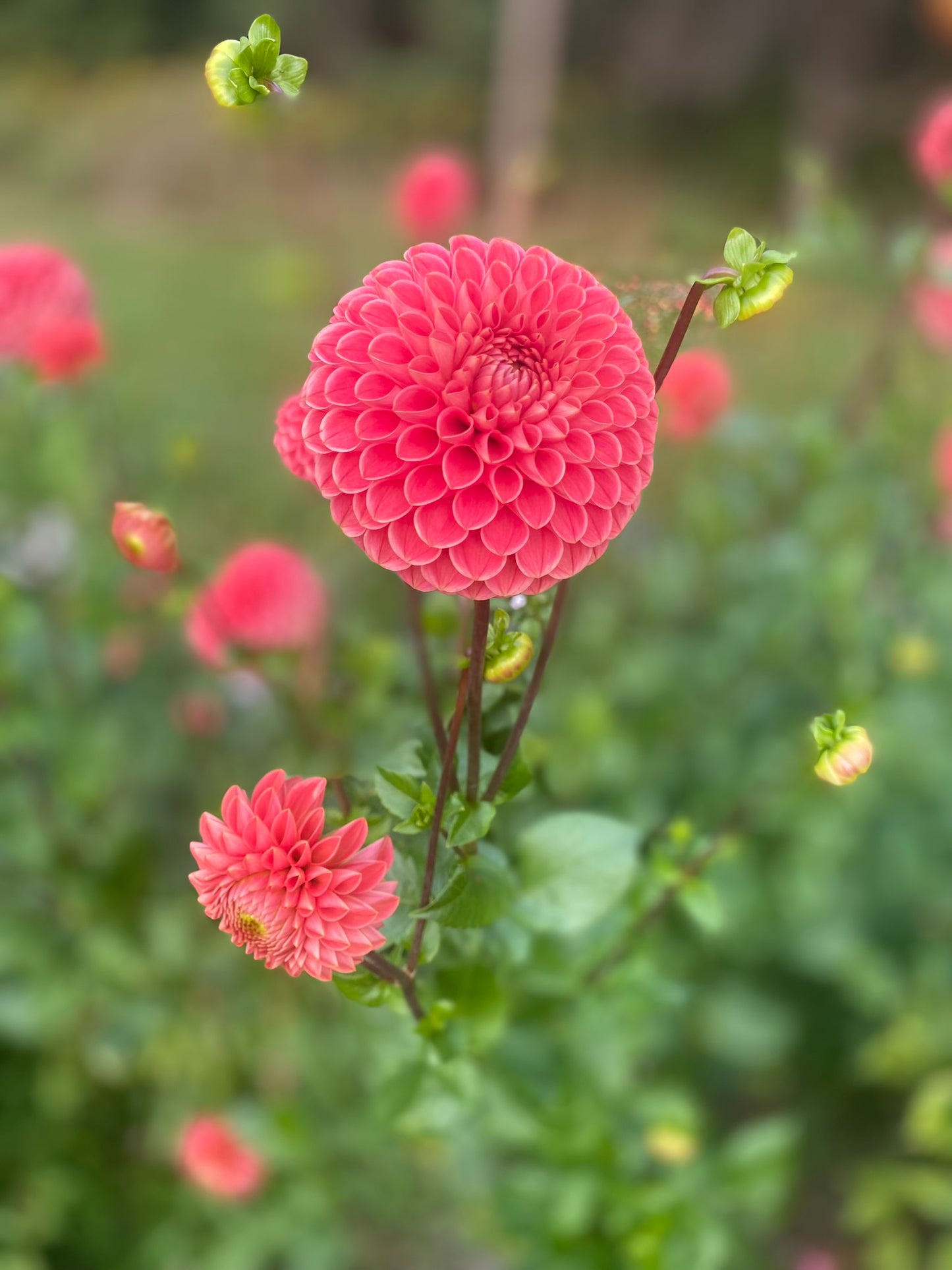 Jomanda Dahlia Tuber – Formal Decorative Orange 5" Blooms