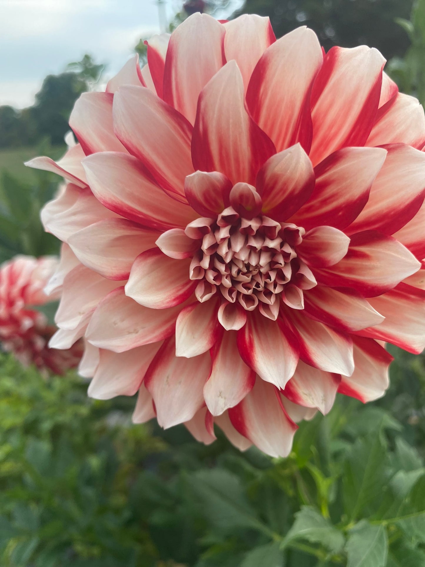 Myrtle’s Brandy Dahlia Tuber Formal Decorative Dark Blend 8–10" Blooms