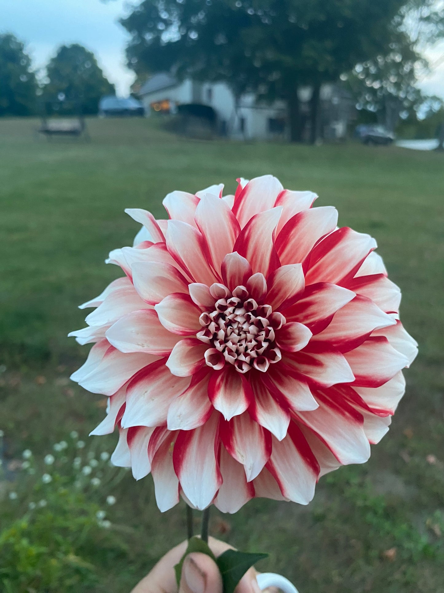 Large red and white flower held in front of a grassy field with a house in the background