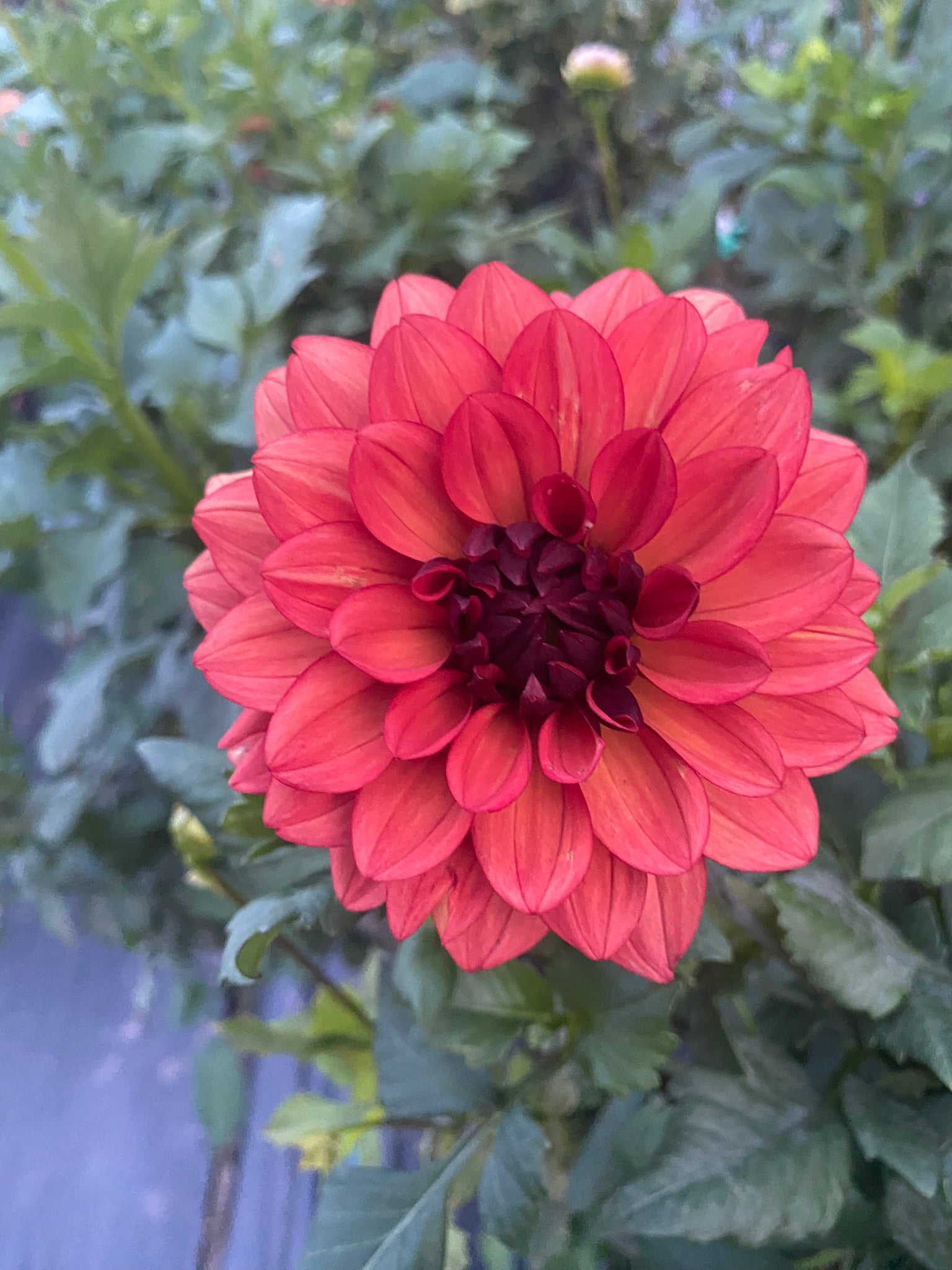 Red flower with green leaves in the background