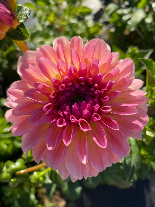 Pink flower with a green background