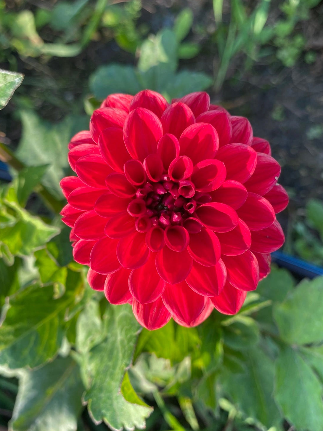 Red flower with green leaves in a natural setting