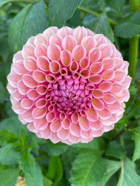 Pink flower with green leaves in the background