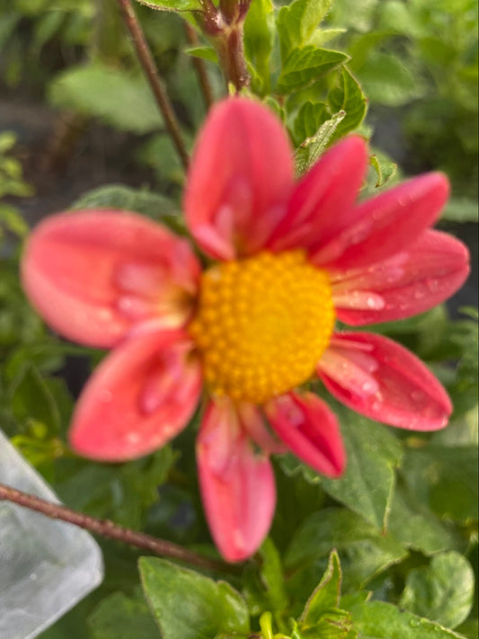 Lake Hills Phred Dahlia Tuber Collarette Bronze 1–2" Blooms