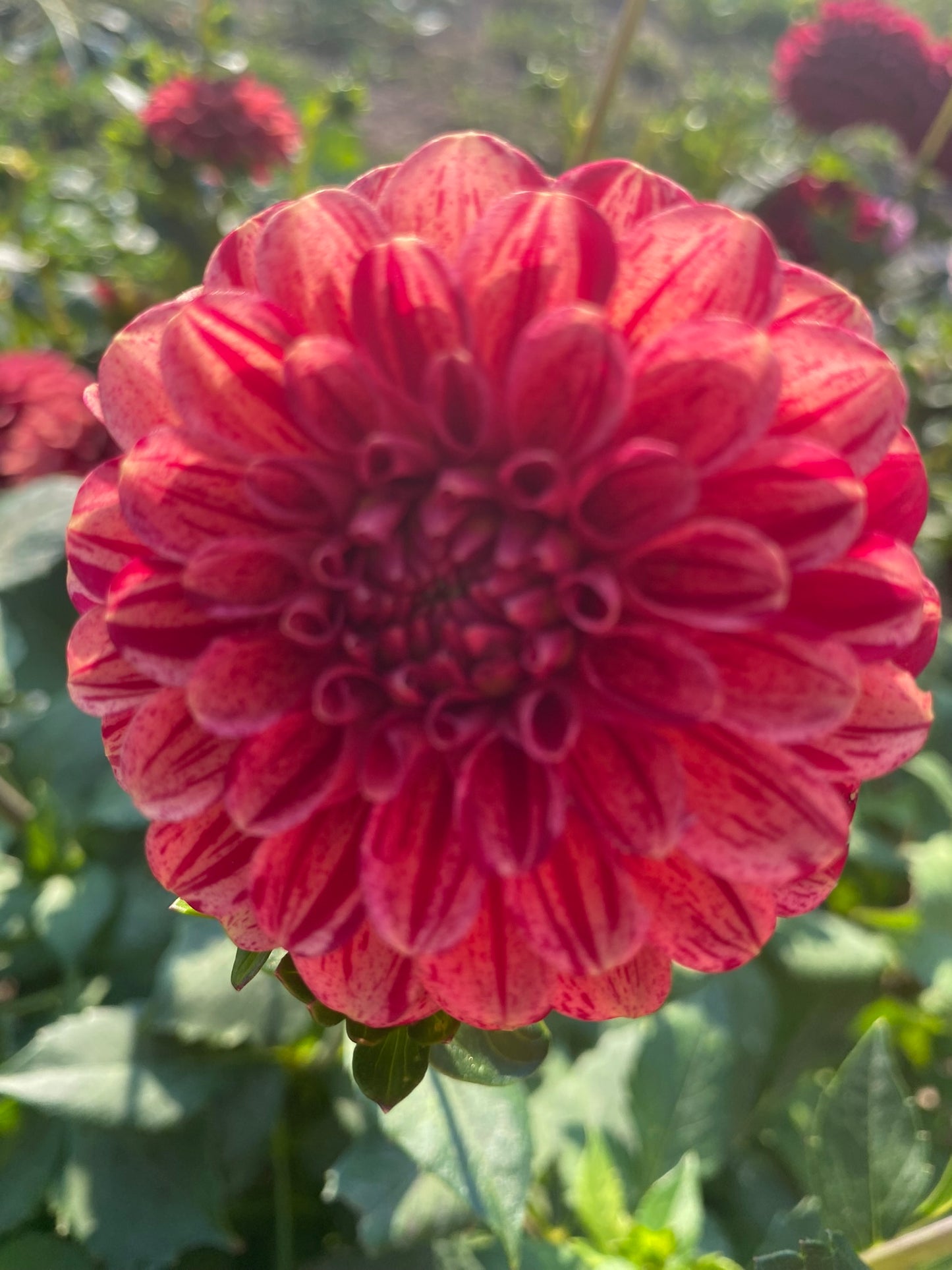 Maroon Fox Sport Dahlia Tuber Miniature Formal Decorative Dark Red Variegated 3–4" Blooms