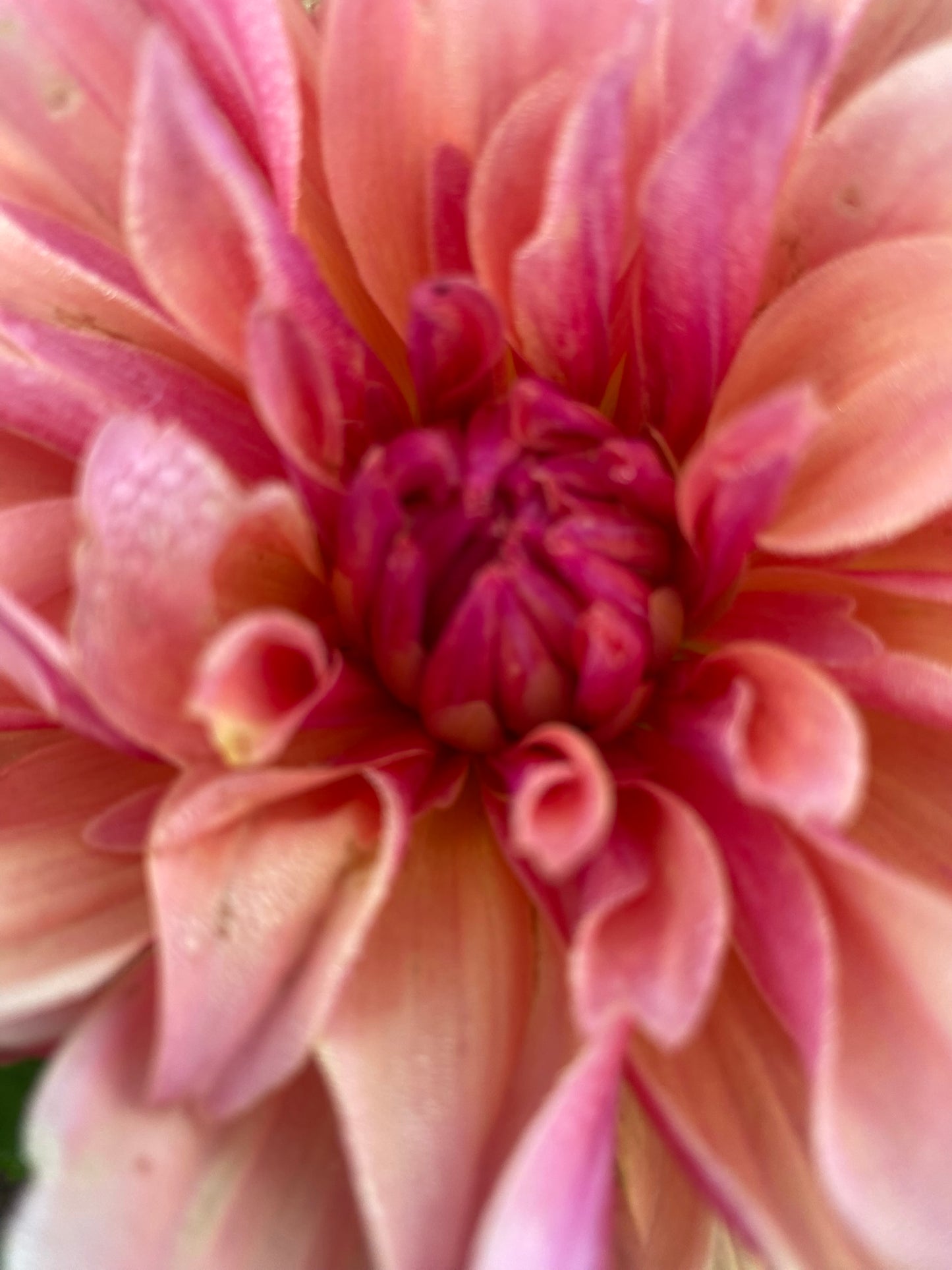 Labyrinth Dahlia Tuber – Informal Decorative Dark Blend 8" Blooms