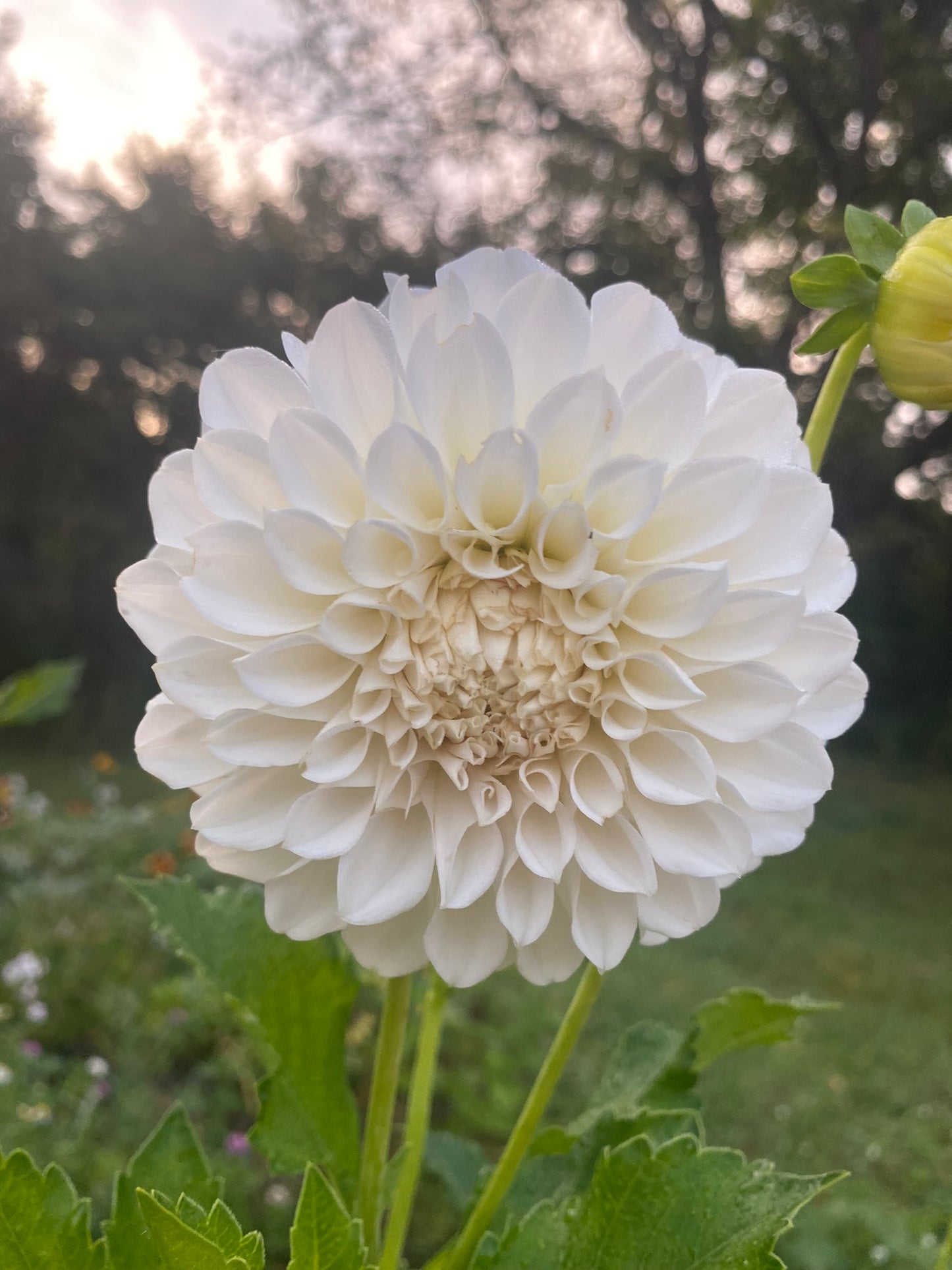 Irish Ruffles Dahlia Tuber – Informal Decorative White 5–7" Blooms
