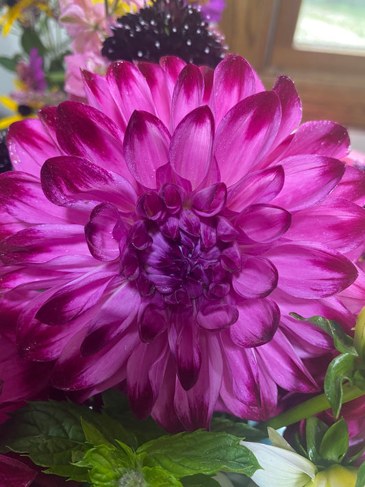 Close-up of a vibrant purple flower with green leaves