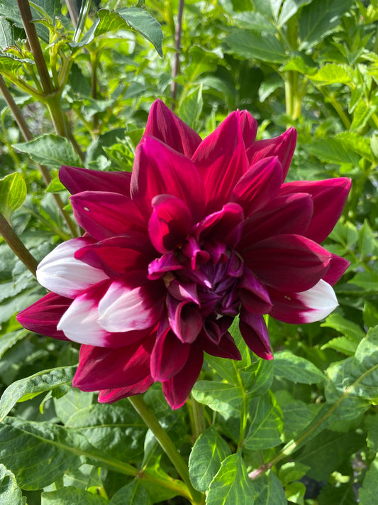 Jowey Morris Dahlia Tuber – Small Informal Decorative Bi Color Red and White 4–5" Blooms
