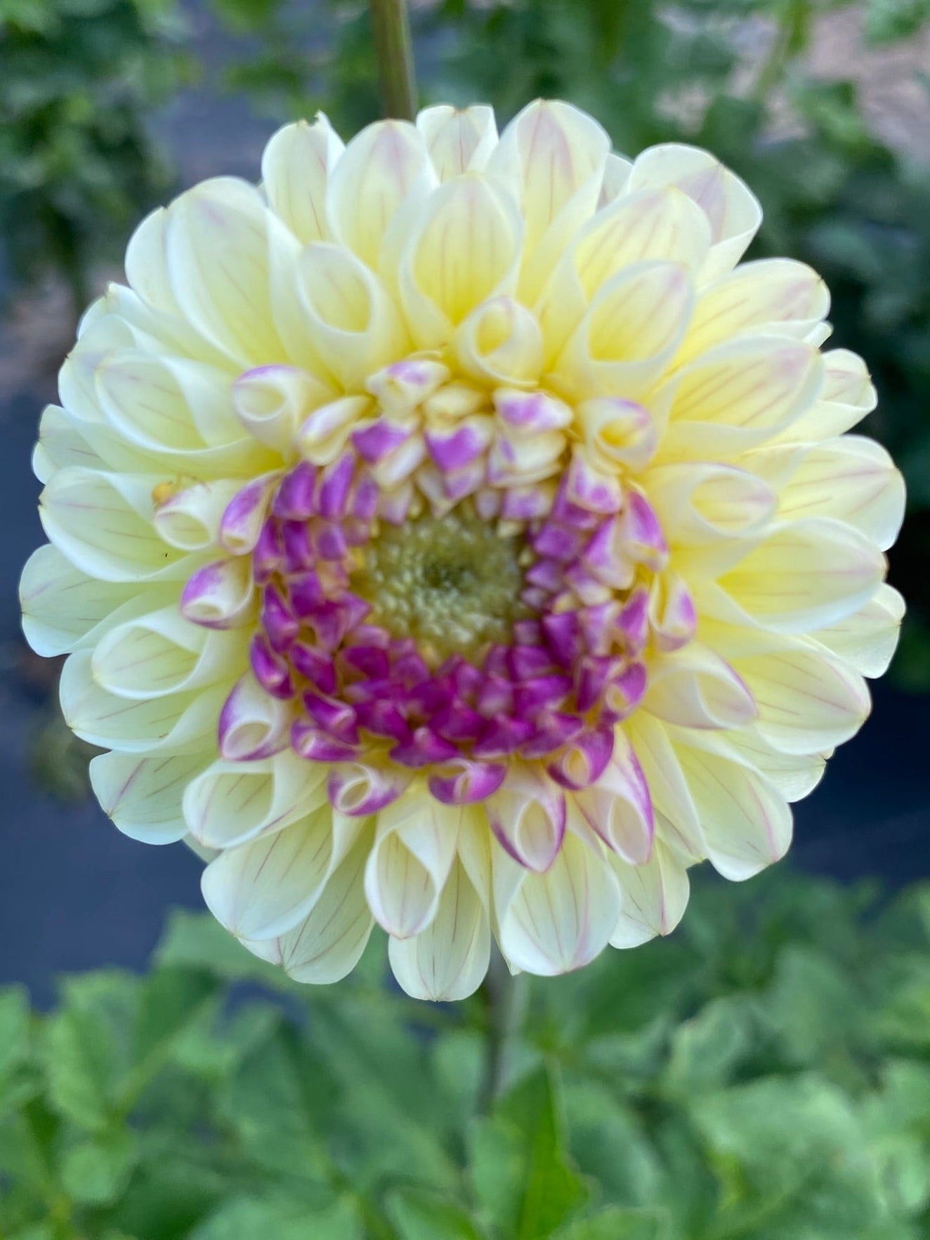 Close-up of a light yellow flower with a purple center against a blurred green background