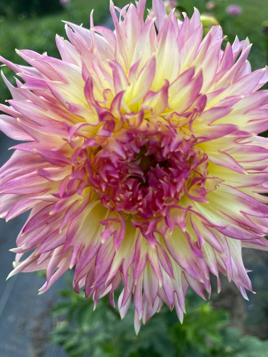 Kung Fu Kitty Dahlia Tuber – Novelty Fully Double Dark Blend 4–6" Blooms