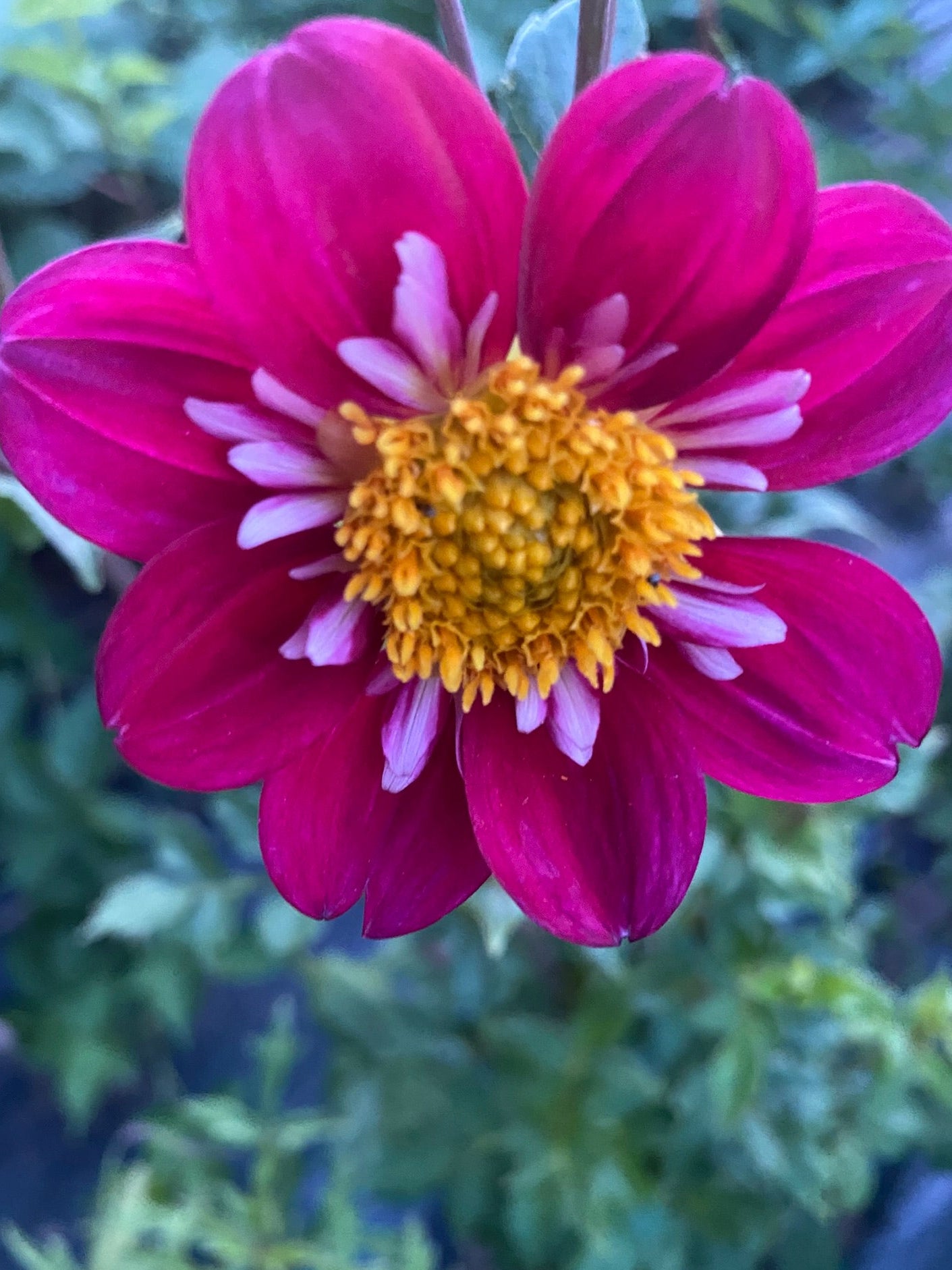 Close-up of a vibrant pink flower with a yellow center against a blurred green background