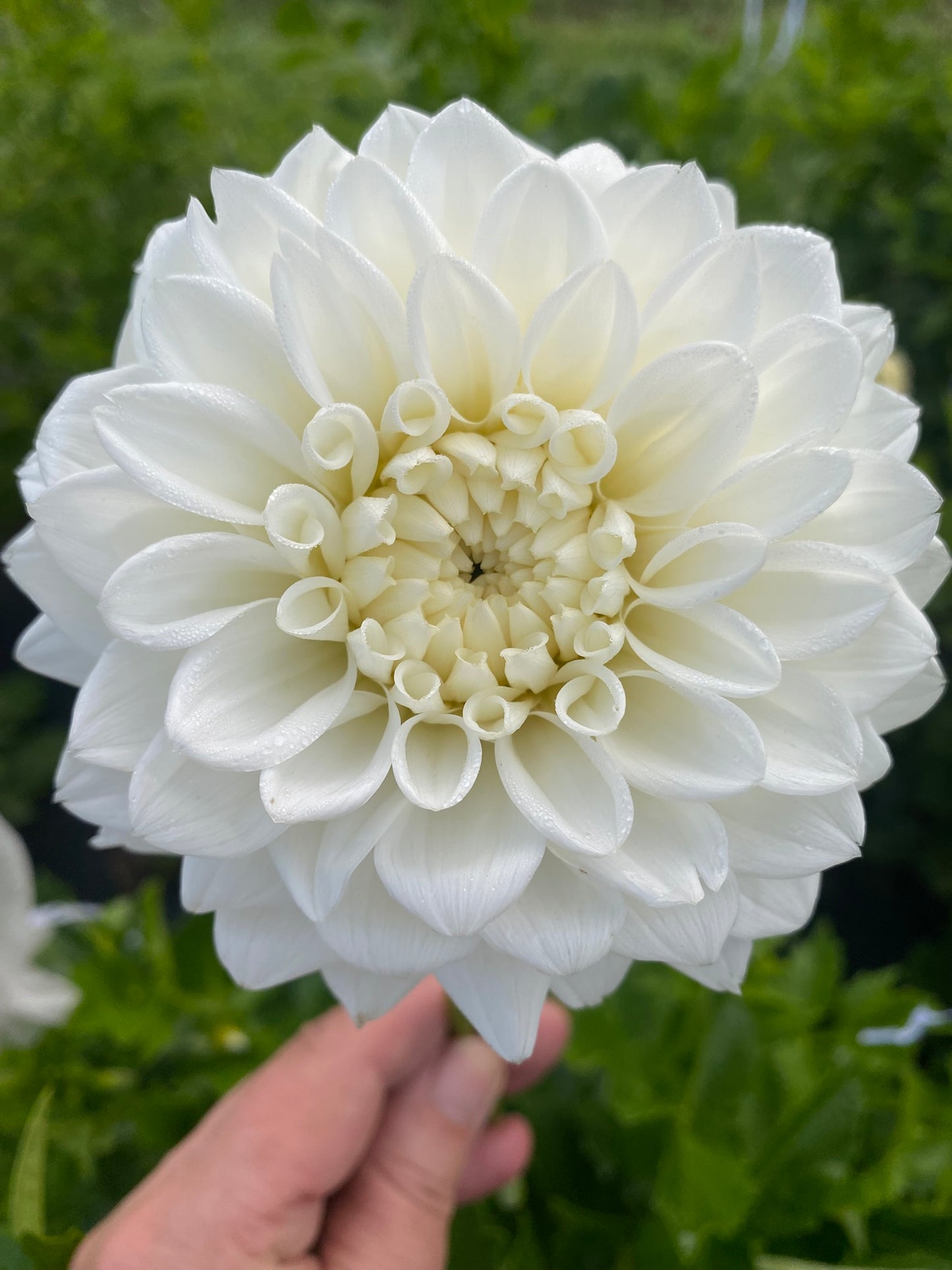 Blizzard Dahlia Tuber – Formal Decorative White 5–6" Blooms