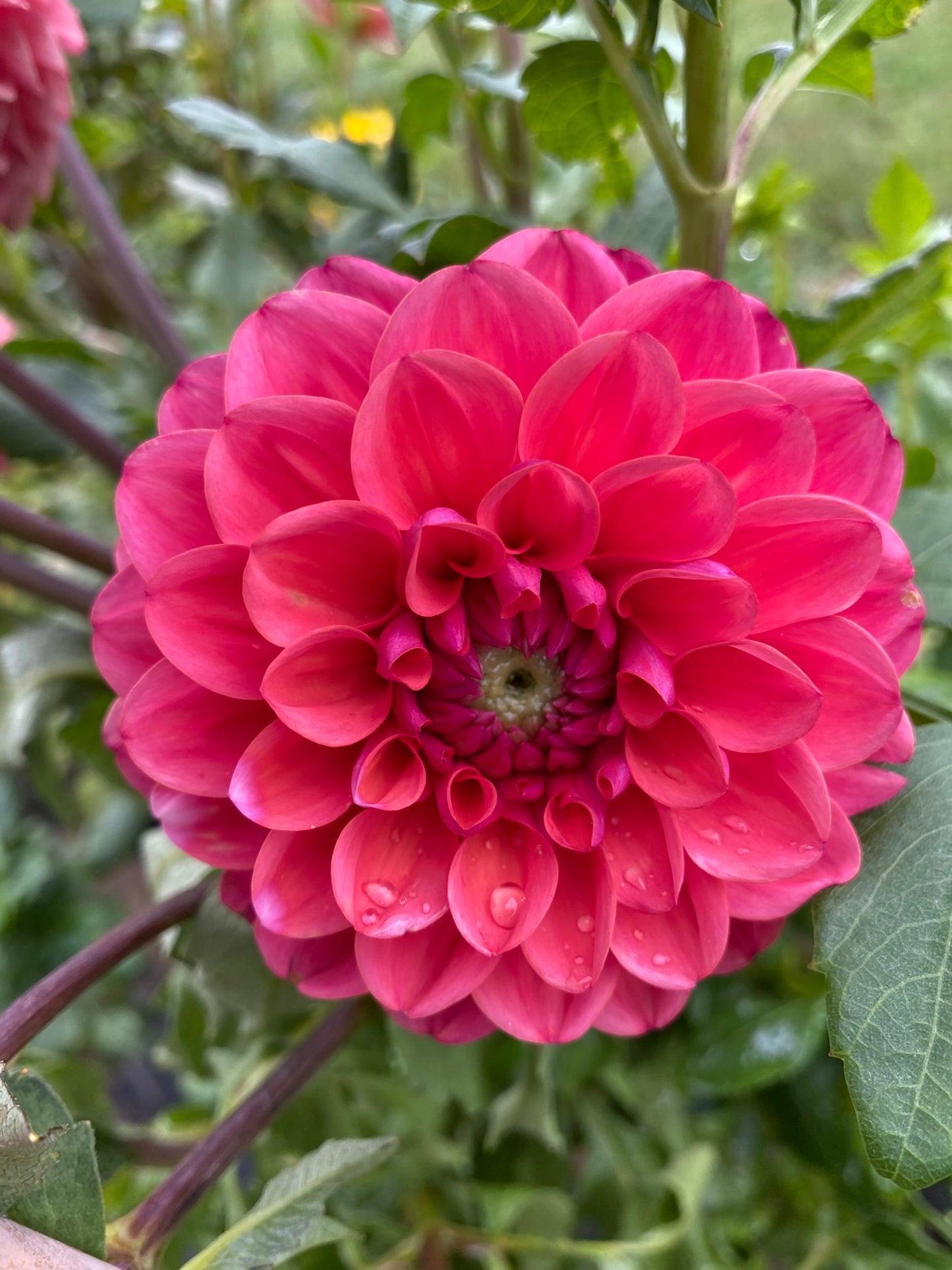 Intrigue Dahlia Tuber – Formal Decorative (FD), Pink (PK), ~4" Blooms, ~4 ft