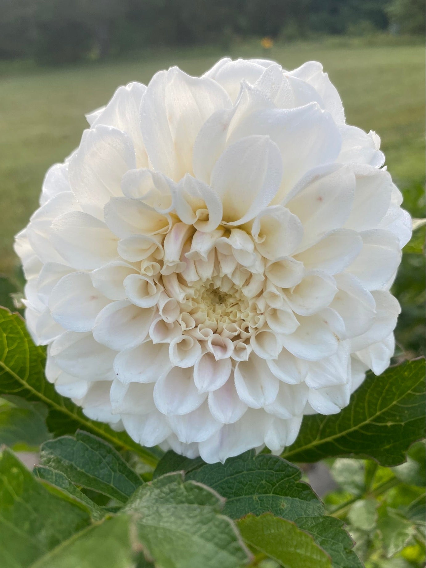 Close-up of a white flower with green leaves in the background