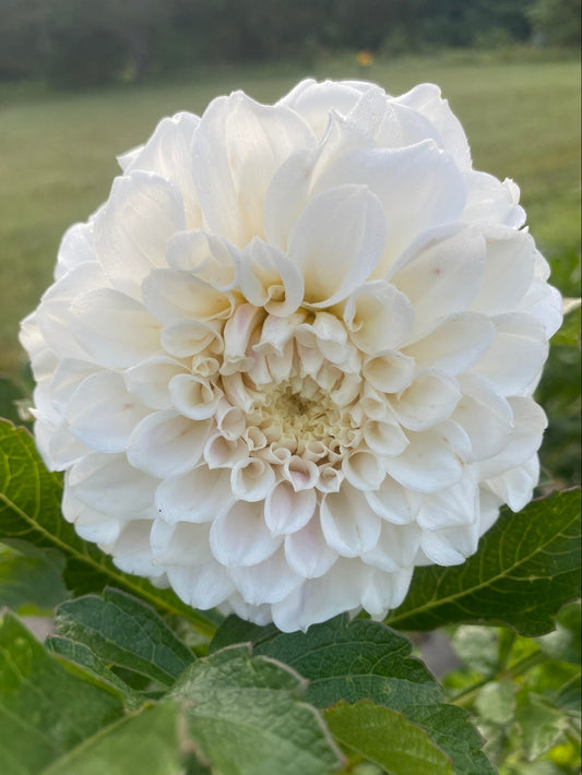 Close-up of a white flower with green leaves in the background