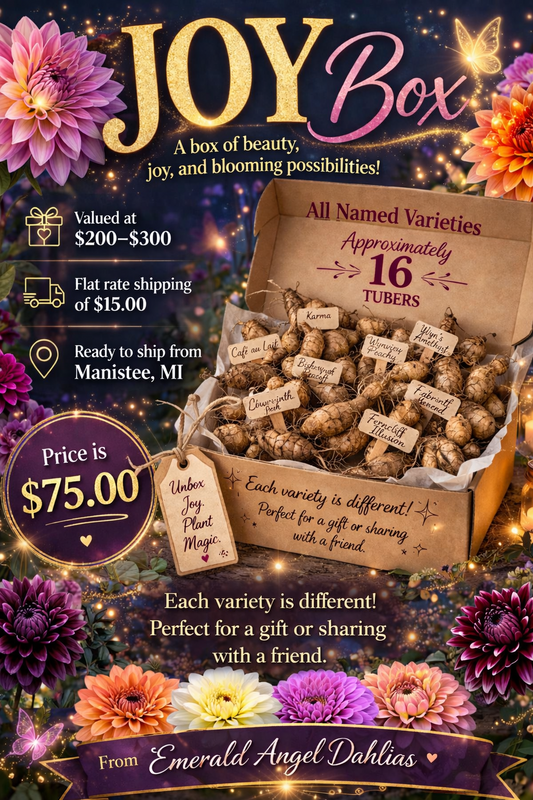 JOY BOX Dahlia Tuber Collection – 15 or more Unique Named Varieties