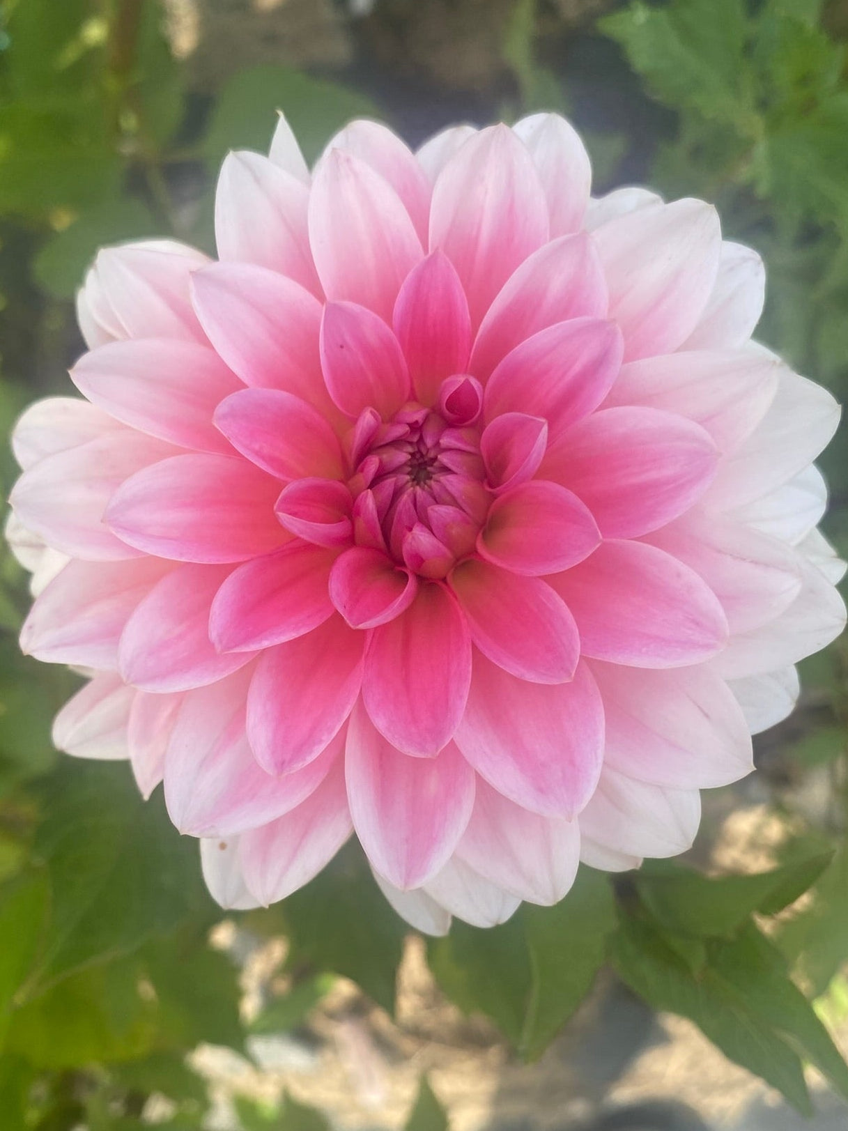 Pink flower with green leaves in the background