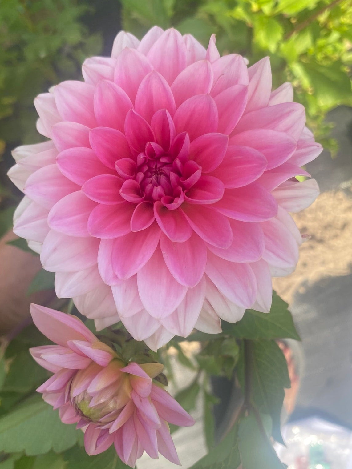 Close-up of a pink flower with green leaves in an outdoor setting
