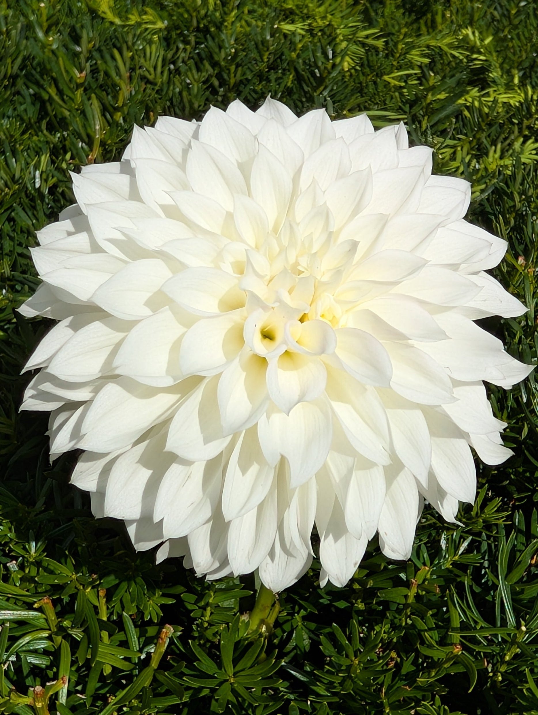 White flower in a green bush