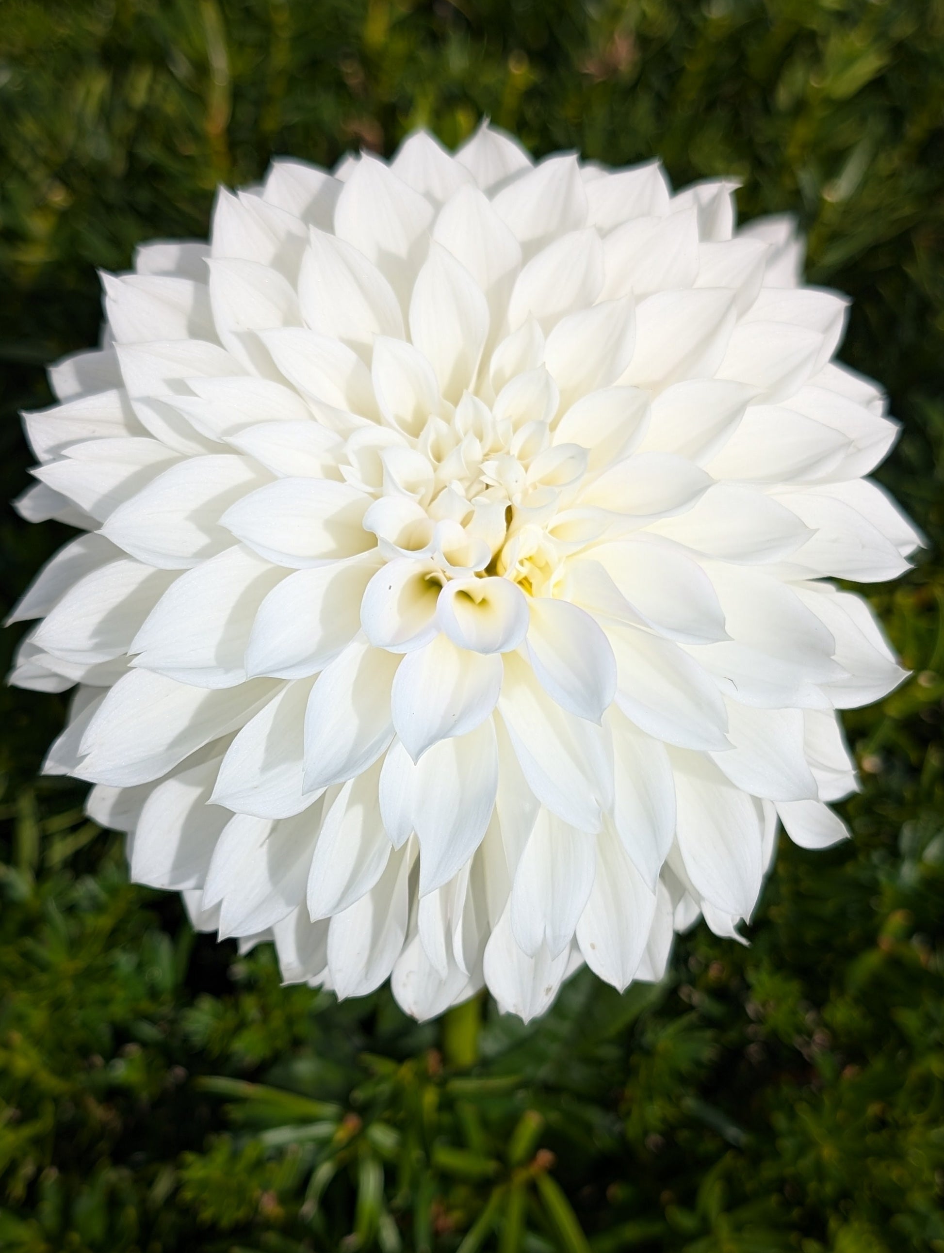 White flower against a green leafy background