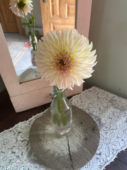 KA's Champagne Dahlia Tuber – Stellar Pink 4–5" Blooms