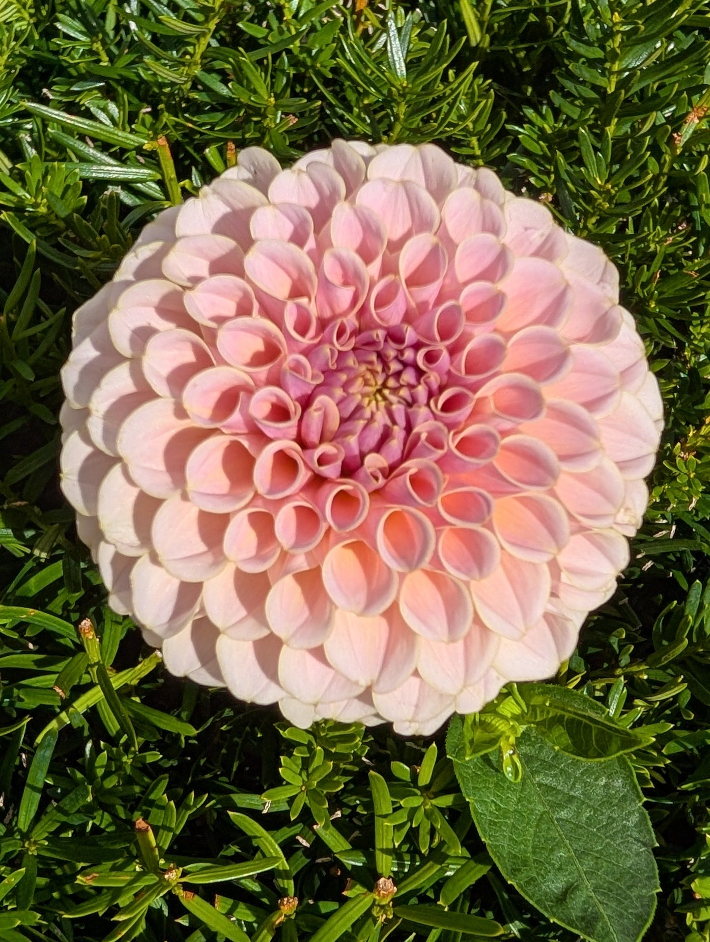 Pink flower with green leaves on a green background
